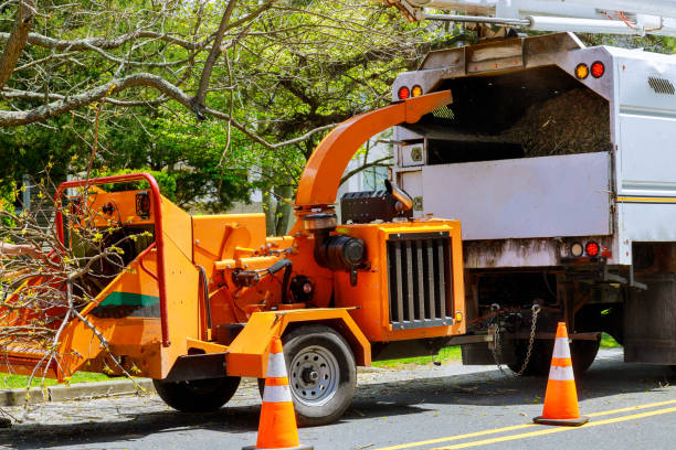 Best Professional Tree Care  in Cherry Valley, CA